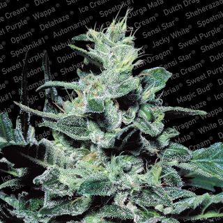 2219 - Nebula  5 u. fem. Paradise Seeds