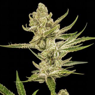 27781 - Nectar de Uva  5 u. fem World Breeders