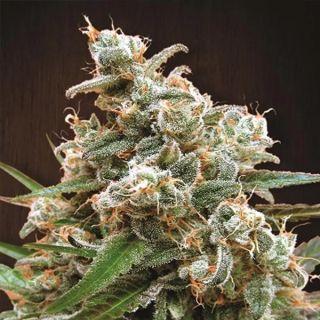 26270 - Nepal Jam   5 u. Regular Ace Seeds