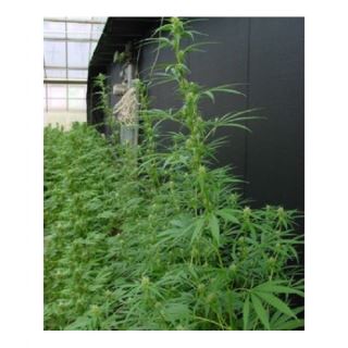 NHM15 - Neville's Haze Mango (Nevilles's Haze x Mango) 15 u. reg. Mr. Nice Ed. Limitada