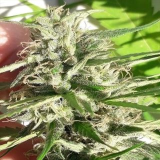 26272 - New Caledonia   5 u. Regular Ace Seeds