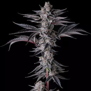 27198 - New Money : Black Amber x Eye Candy - 7 u. Fem Compound Genetics