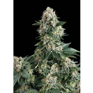 New York City  1 u. blister x 12 u. fem. Pyramid Seeds