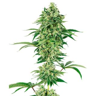 Nicole Hindu Kush   1 u. fem. White Label