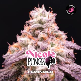 25623 - Nicole Punch 12 u. fem BSF Seeds