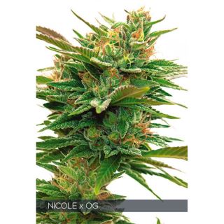 9224 - Nicole X OG 3 u. fem. Vision Seeds