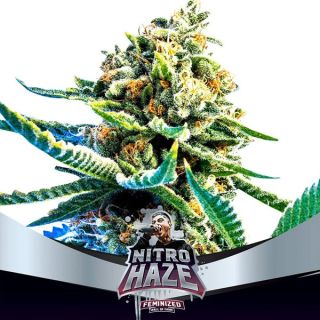 25656 - Nitro Haze  2 u. fem BSF Seeds