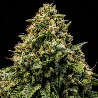 27714 - Nord West CBD Triploid   5 u. fem Triploid Seeds