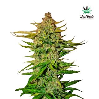 6357 - Northern Express  1 u. fem. FastBuds Seeds (Agotada en Origen)