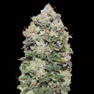 10735 - Northern Lights   3 u. fem. 00 Seeds