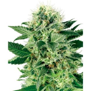 Northern Lights  1 u. fem. White Label