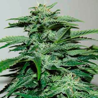 5487 - Northern Lights  3 u. fem Pyramid Seeds