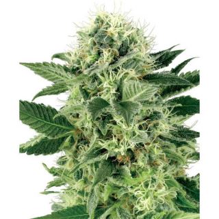 Northern Lights  3 u. fem. White Label