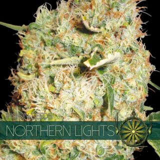 Northern Lights 3 u. fem. Vision Seeds