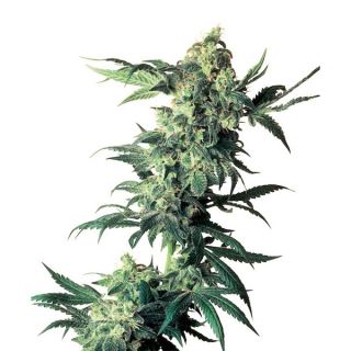 11386 - Northern Lights #5 x Haze  1 u. fem. Sensi Seeds