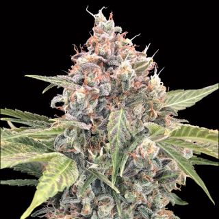 14436 - Northern Lights CBD   3 u. fem. 00 Seeds