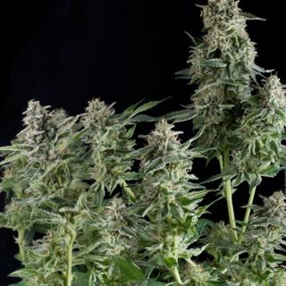 7312 - Northern Ligths CBD  3 u. fem. Pyramid Seeds