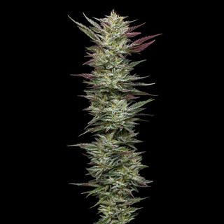 Notorious THC 3 u. fem Humbold Seeds Company
