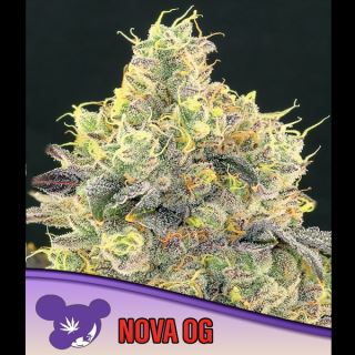 Nova OG  3 u. fem Anesia