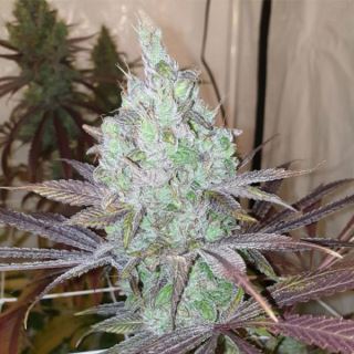 18461 - Now N Frutti 6 u. fem Karma Genetics