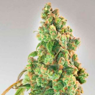 13853 - Nurse Lilly CBD  1 u. fem. Expert Seeds