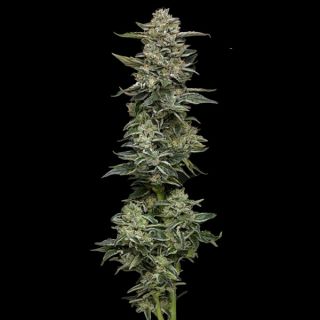 24936 - Nutter Budder 3 u. fem Humbold Seeds Company