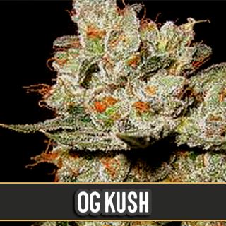 OG's Kush 3 u. fem. Blimburn Seeds