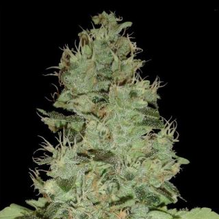 OGG6 - OG Grap Krypt 13 u. reg. Edicion Limitada DNA Genetics