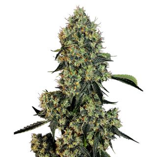 13549 - OG Kush  1 u. fem. White Label