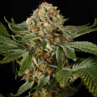 15618 - OG Kush  3 ud Silent Seeds