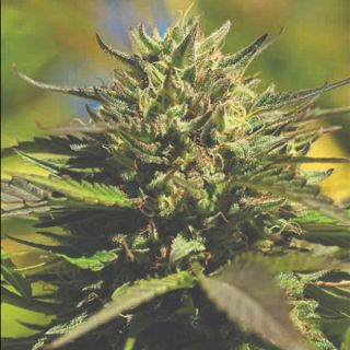 24938 - OG Kush 3 u. fem Humbold Seeds Company