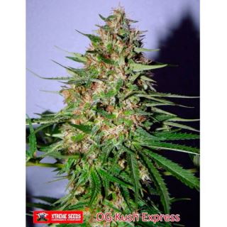 5488 - OG Kush Express 1 u. fem. Xtreme Seeds