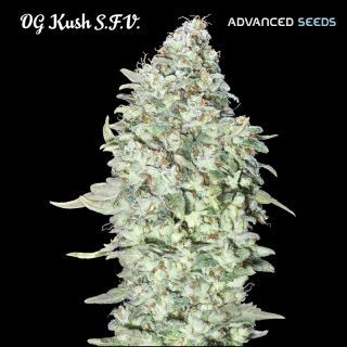 8134 - OG Kush S.F.V.  1 u. fem. Advanced Seeds