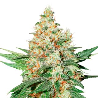 O.G. Kush fem.  1 u. Seedstockers