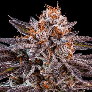 11673 - OMG  1 u. fem. Ripper Seeds