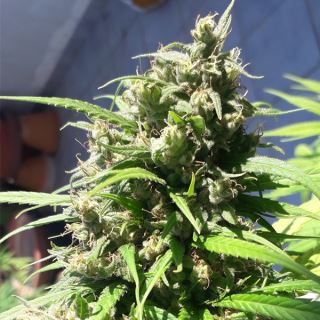 Oaxaca A5 Haze 1 u. fem. Ace Seeds