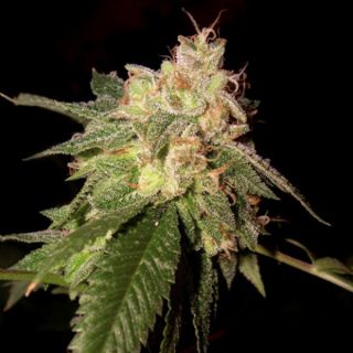 25811 - Og Kush  3 u. fem. DNA Genetics