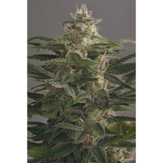 OG10 - Og Kush 10 u. fem. Dinafem