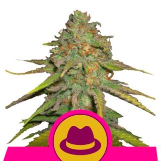 OGRQ10 - Og Kush 10 u. fem. Royal Queen