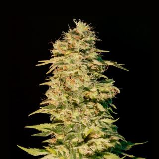 5156 - Og Lemon Bilbo  1 u. fem. Genehtik