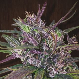 ATH5R - Old Timers Haze 5 u. reg. Ace Seeds