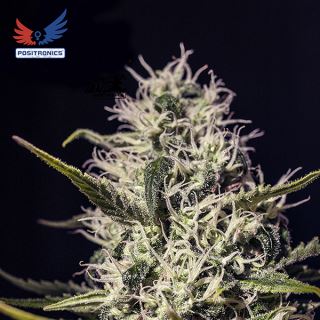 17221 - One Love Haze 1 u. fem. Positronics Seeds