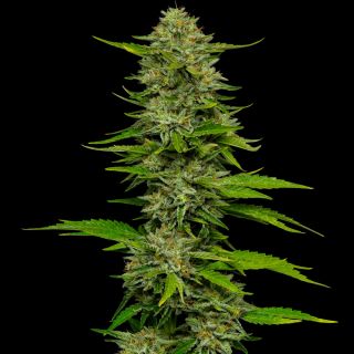 27505 - One Love Sativa  3 u. fem Humboldt Seeds Company x Bob Marley