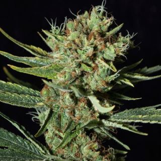 12085 - Only CBD 3+1 u. fem. Eva Seeds