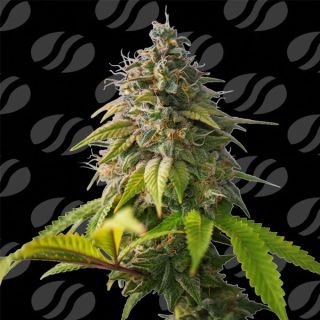 Orange Biscuit Limited Editon  1 u. fem. Original Sensible