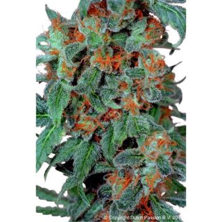 OB3F - Orange Bud  3 u. fem. Dutch Passion