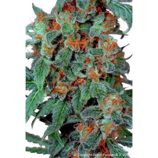 Orange Bud  5 u. fem. Dutch Passion