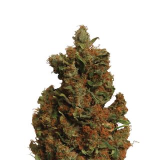 14663 - Orange Bud  5 u. fem. Nirvana