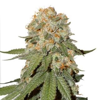 20819 - Orange Bud 2.0 -  1 u. fem. Dutch Passion