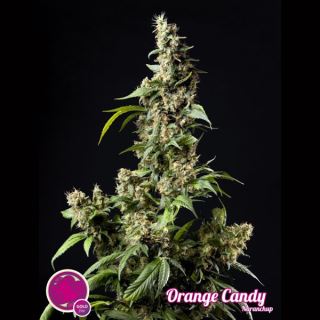 6710 - Orange Candy 1 u fem Philosopher